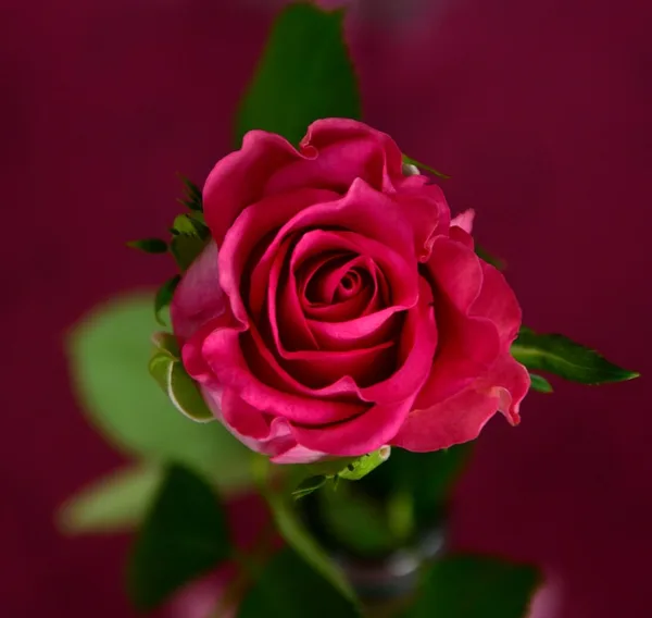 Roze